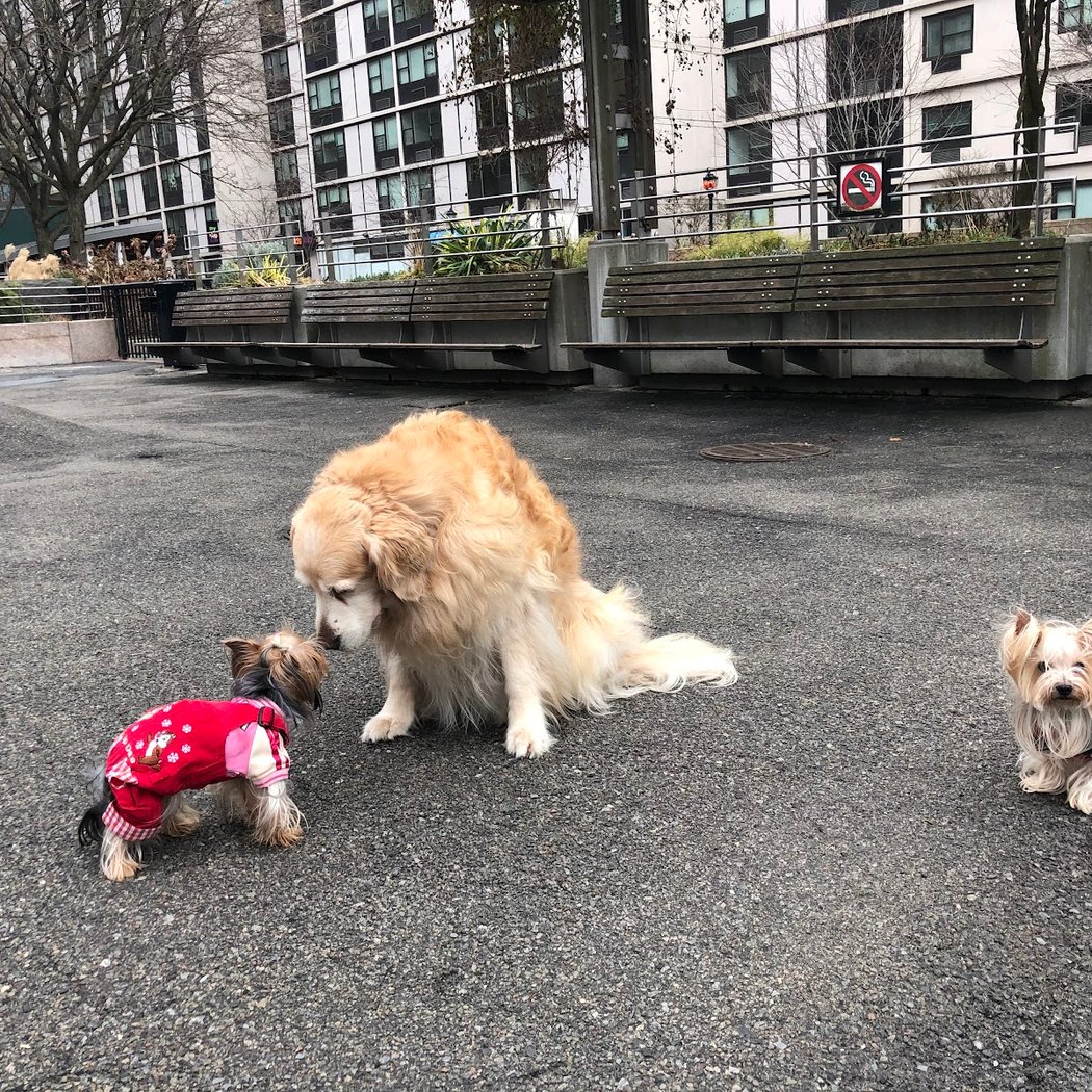 Sirius Dog Run 4
