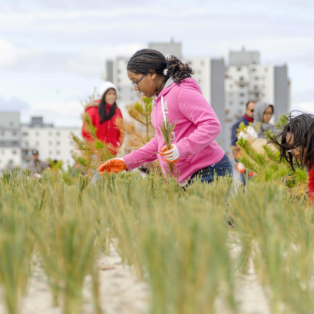 Community Dune Planting 1