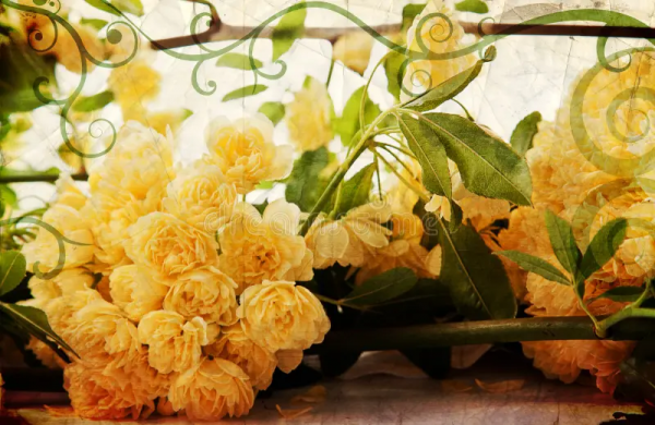 Growing Roses 1