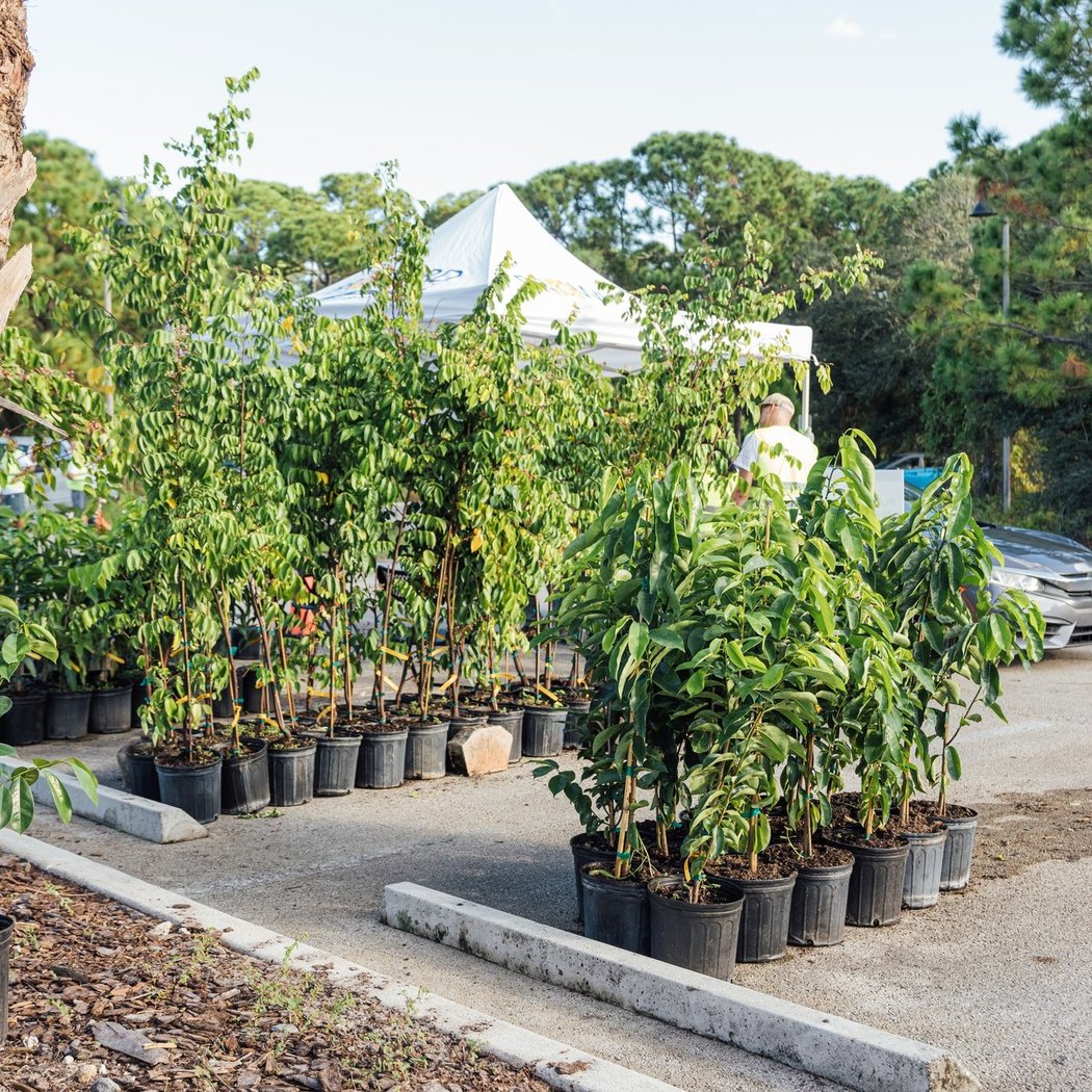 Free Tree Giveaway 2