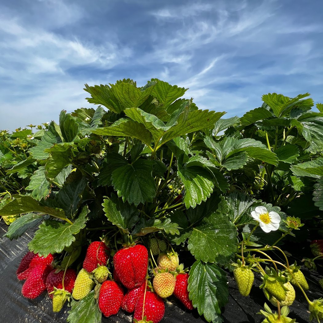 Specca Farms Pick Your Own 3