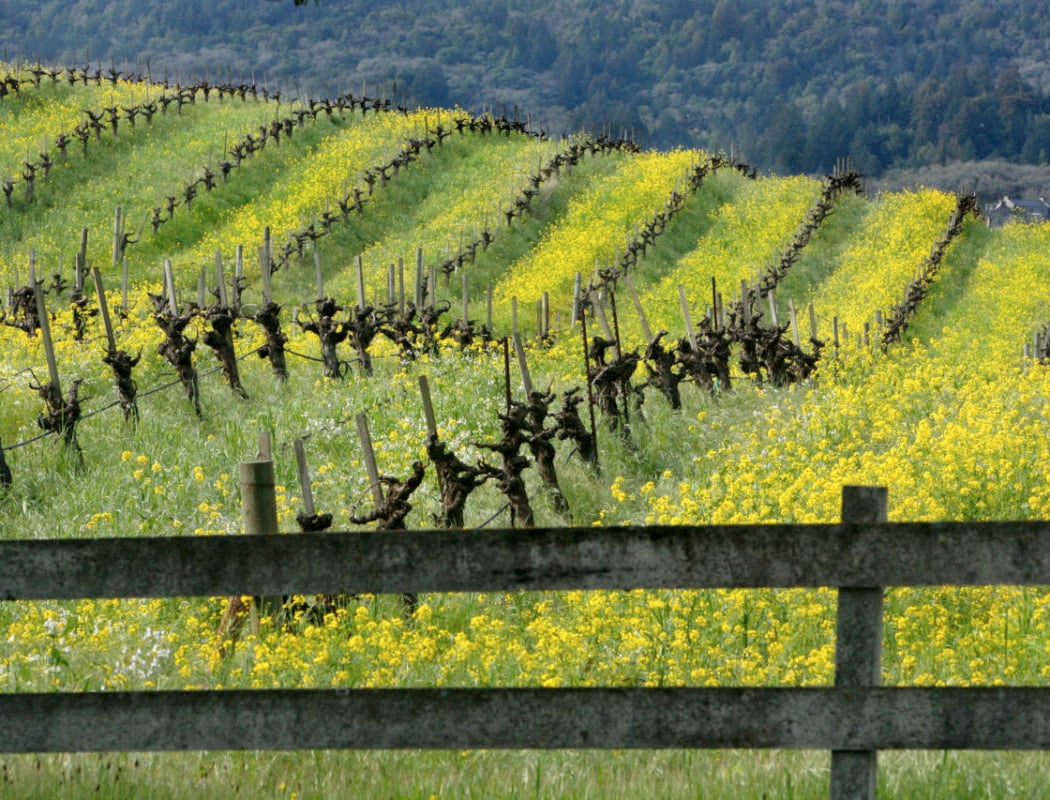 B.R. Cohn Winery 3