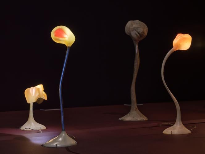 Muséum de Grenoble 2