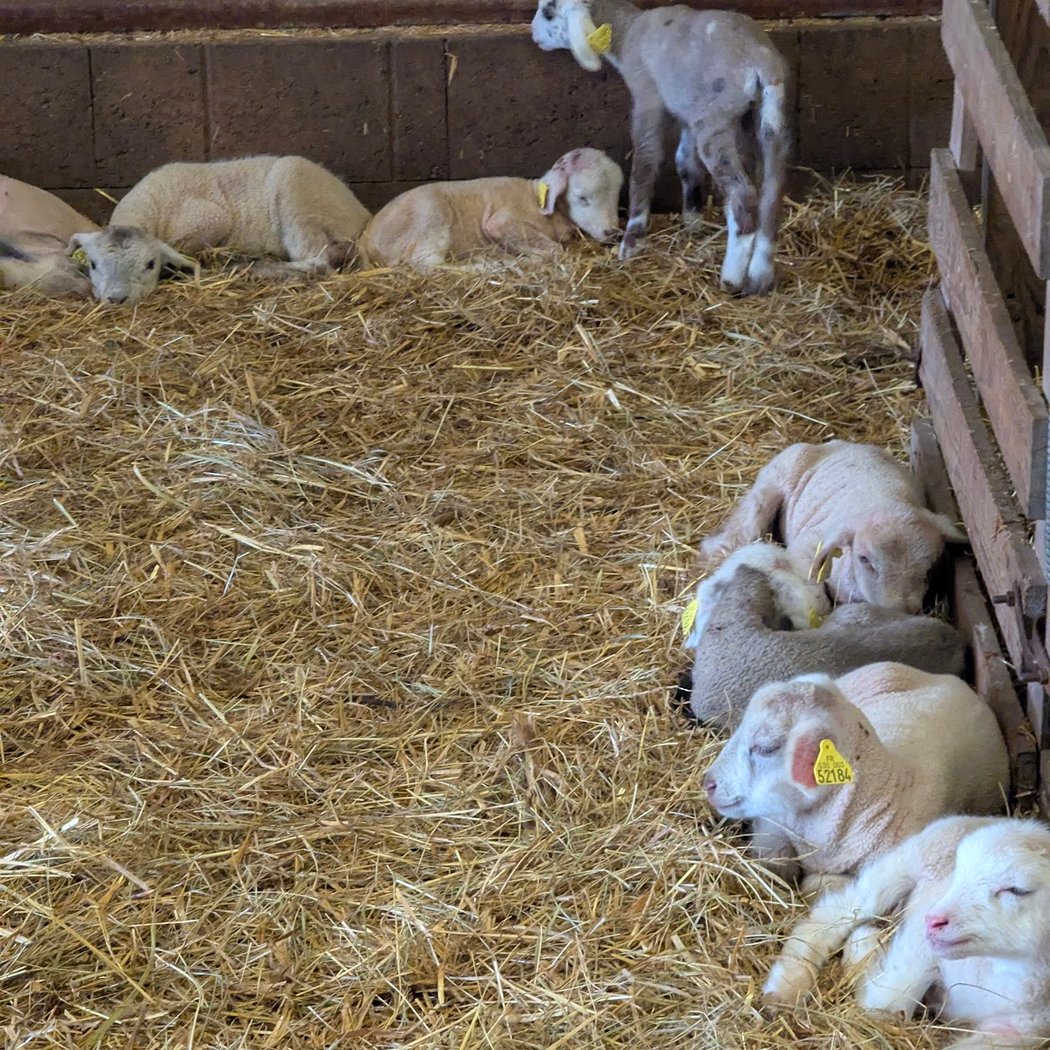 Ferme de la Bergerie Nationale de Rambouillet 2