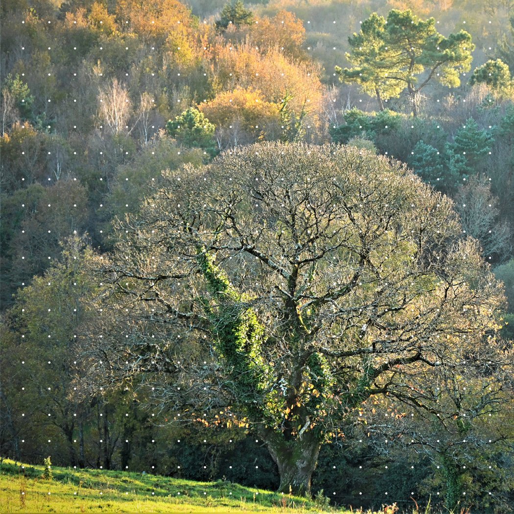 Exposition « L’arbre solitaire » d’Odile Séveno 1
