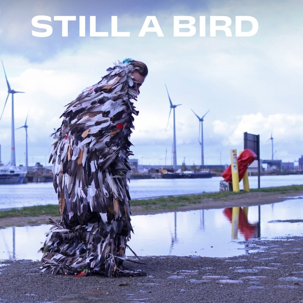 I STILL A BIRD 1
