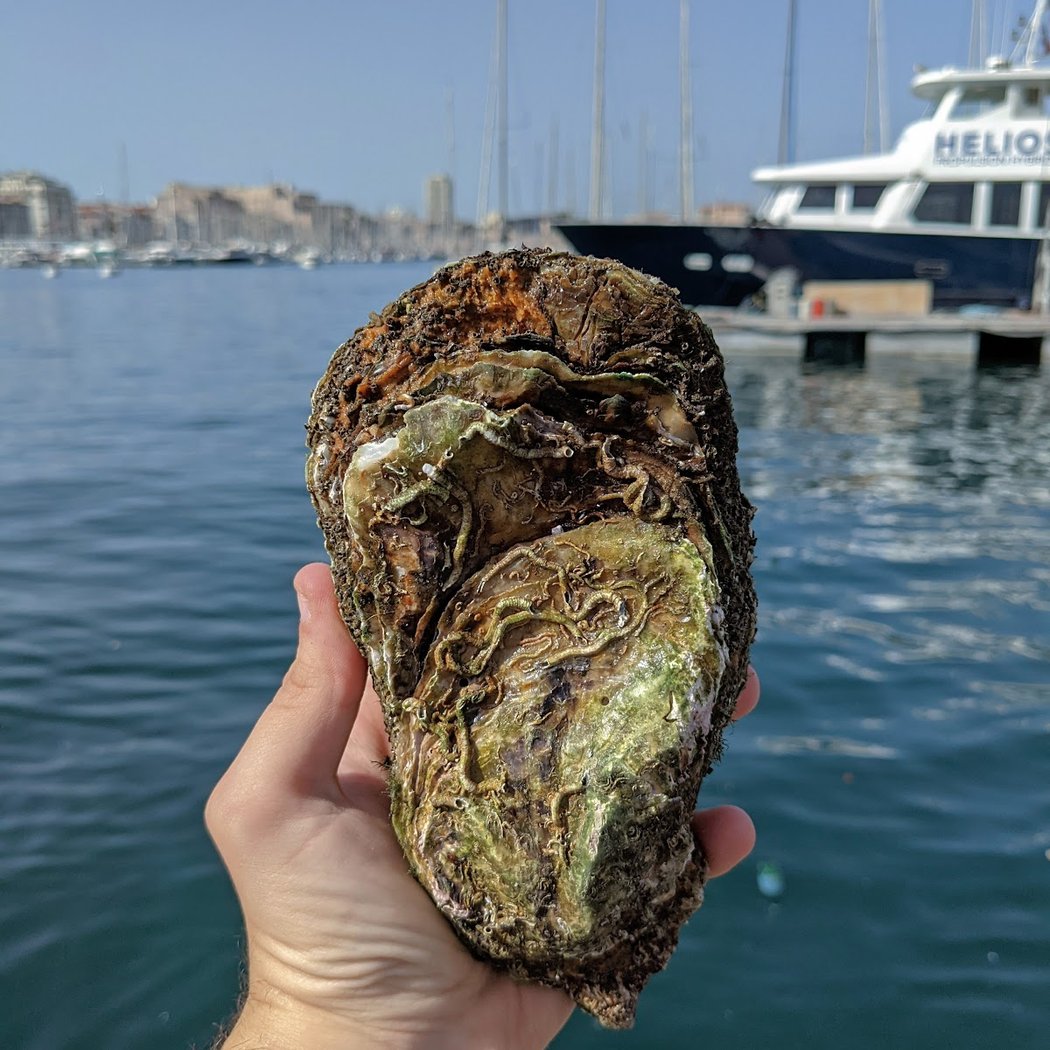 Coquillages du Vieux-Port de Marseille - Sonia et Ahmar Bendjema 1