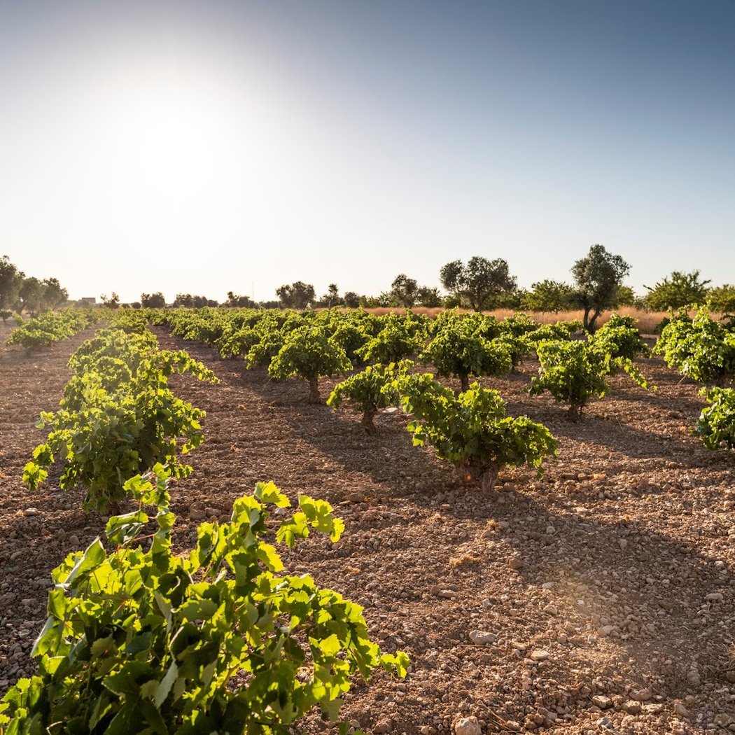 Bodegas Más Que Vinos 3