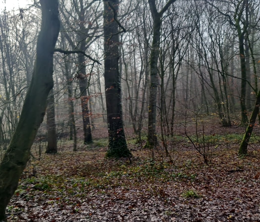 Forêt régionale de Bondy (Seine- Saint-Denis) 3