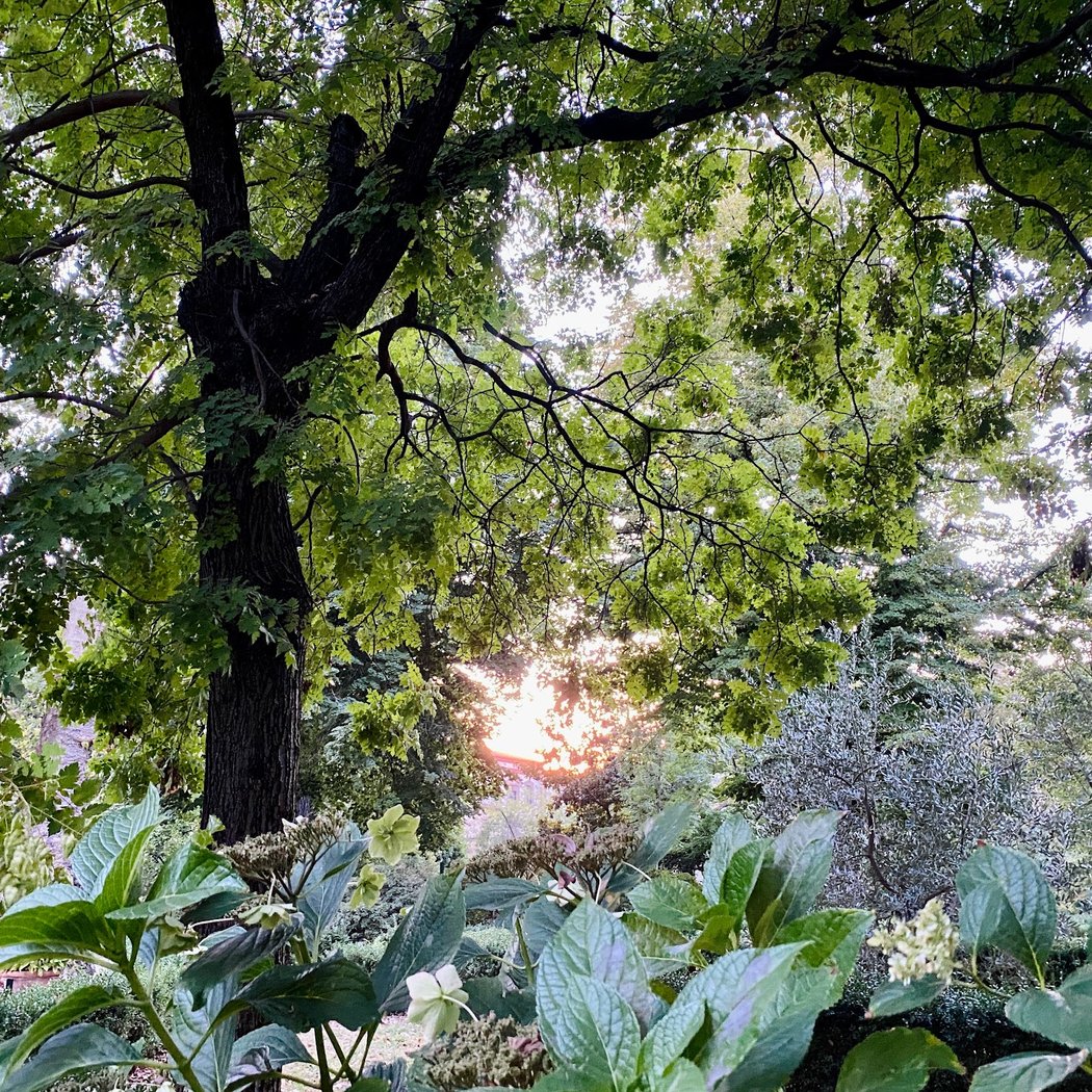 Orto Botanico Giardino dei Semplici - Università di Firenze 2