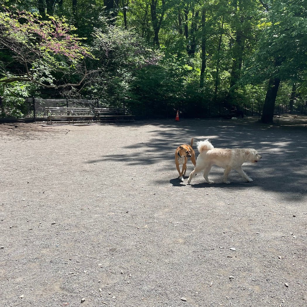 West 87th Street Dog Run 2
