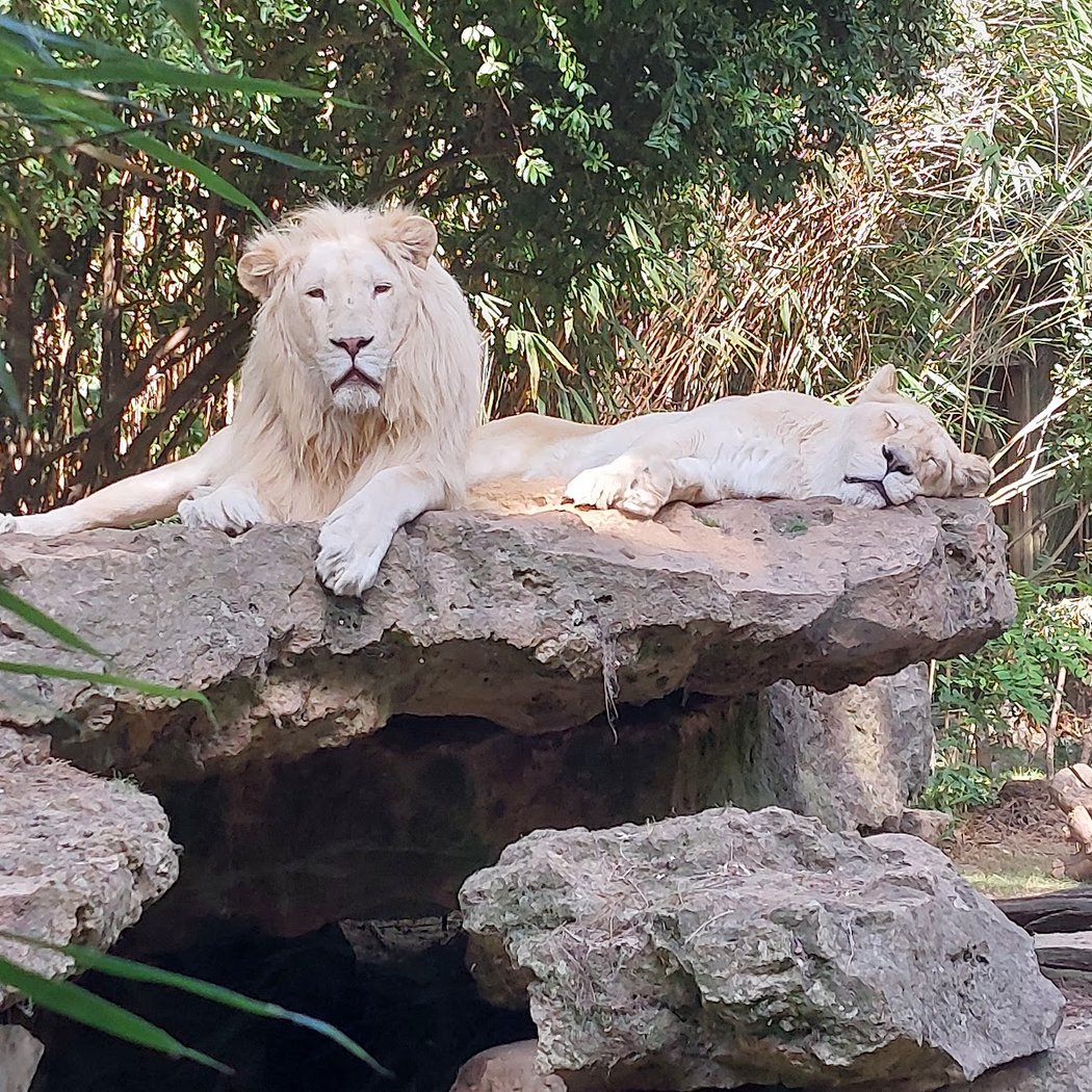 Zoo de la Flèche 3