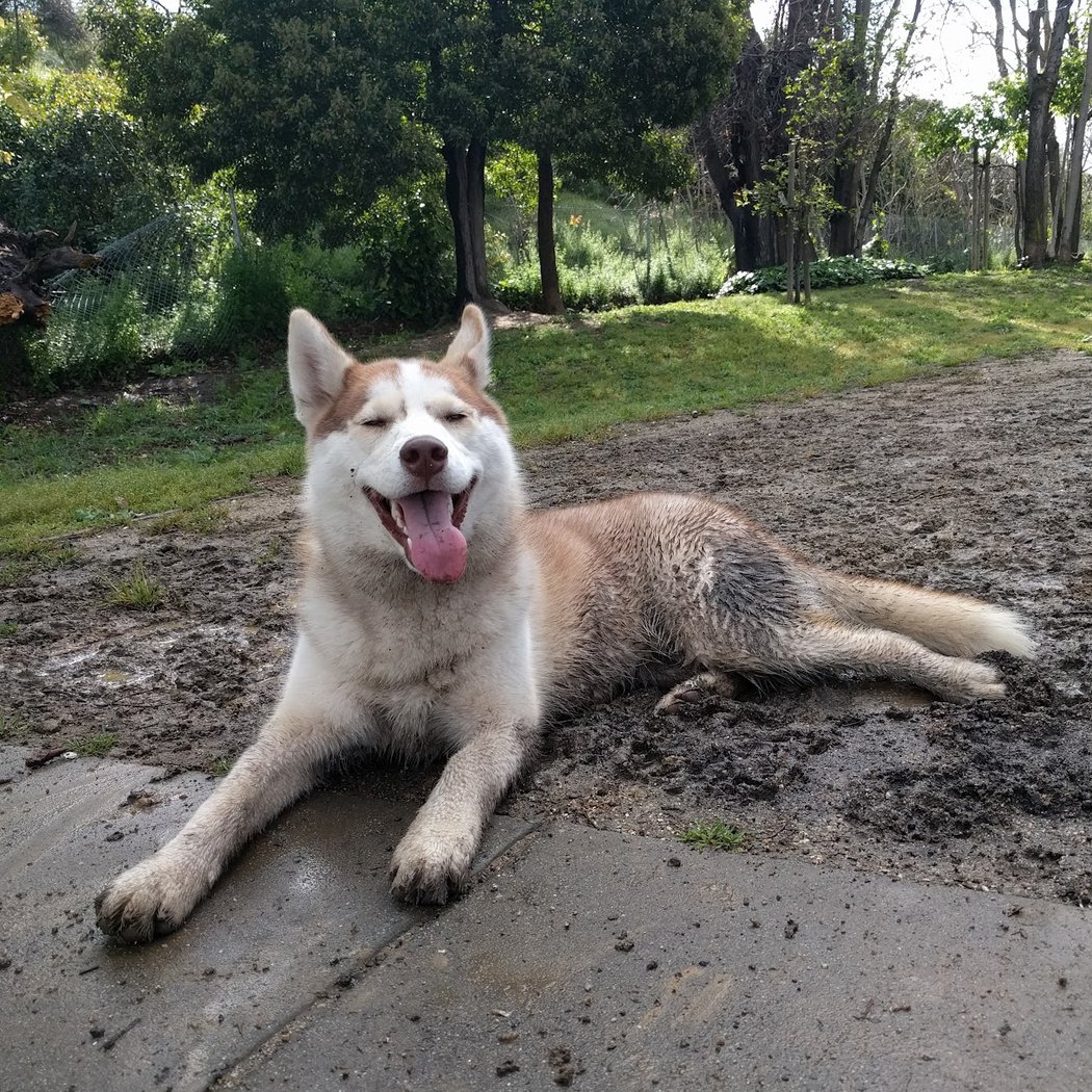 Discovery Dog Park 1