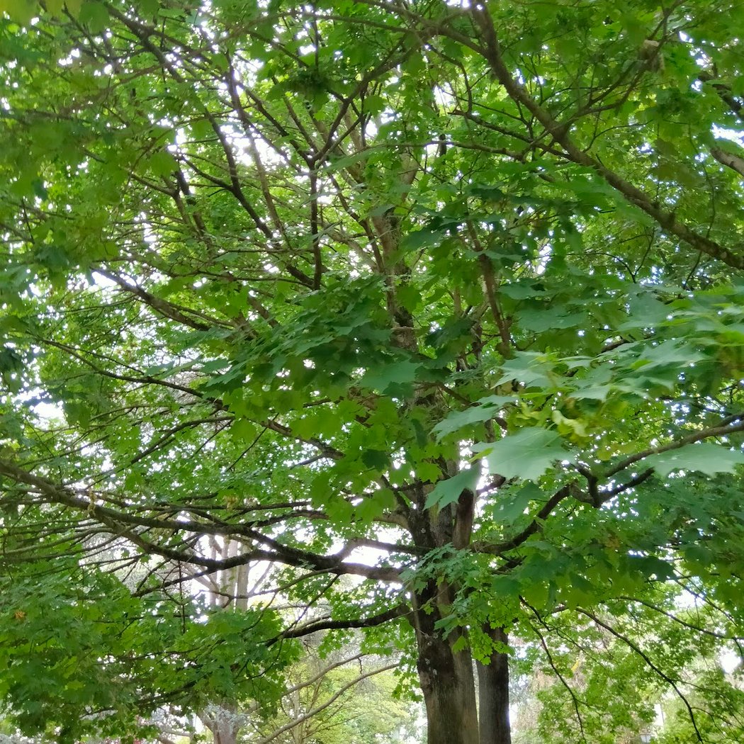 Parc du Docteur Roy 3