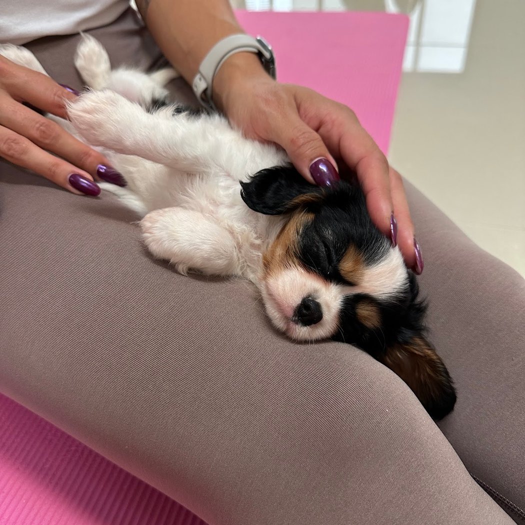 Puppy Yoga 1