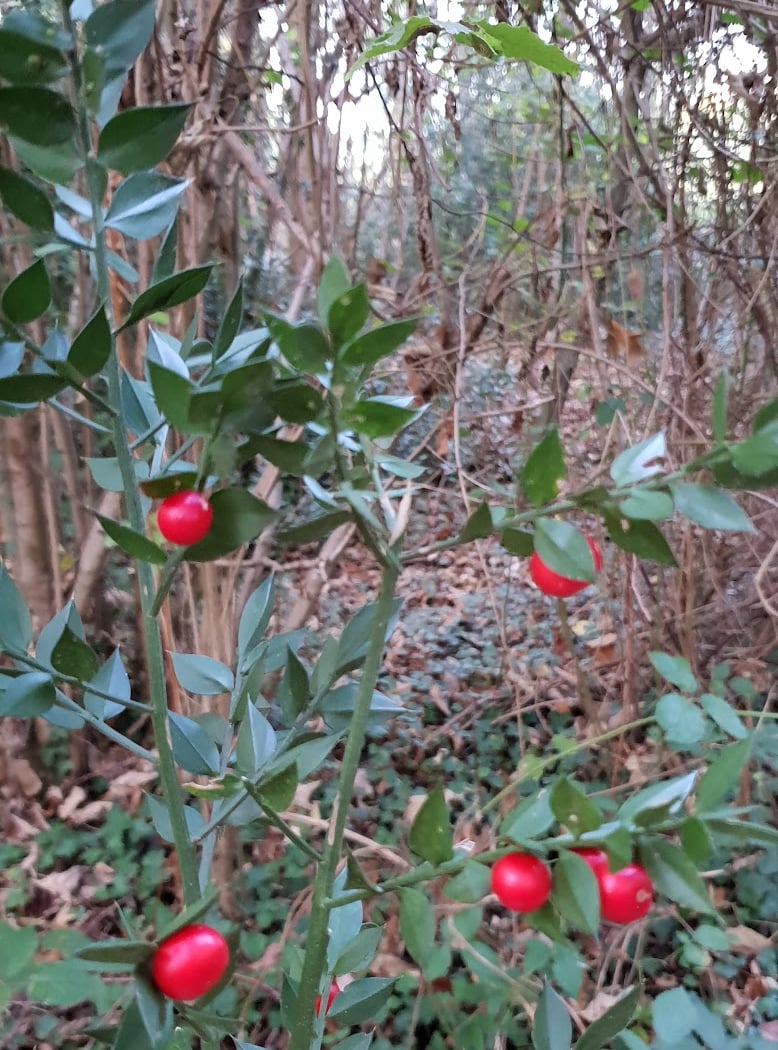 Forêt Départementale des Grands Bois 3