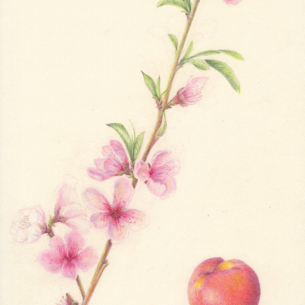 Colored Pencil with Nina Antze 1