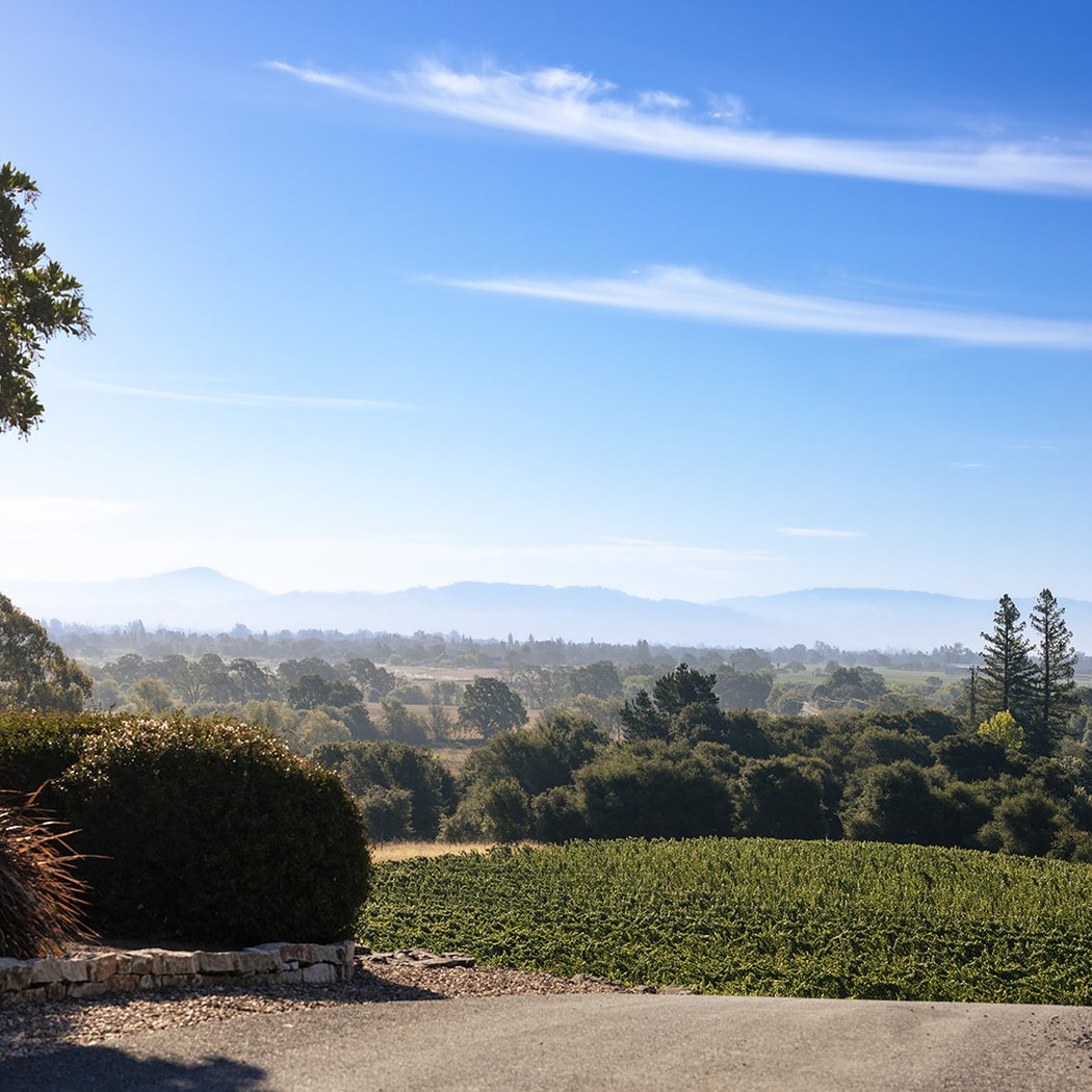 Fog Crest Vineyard 3