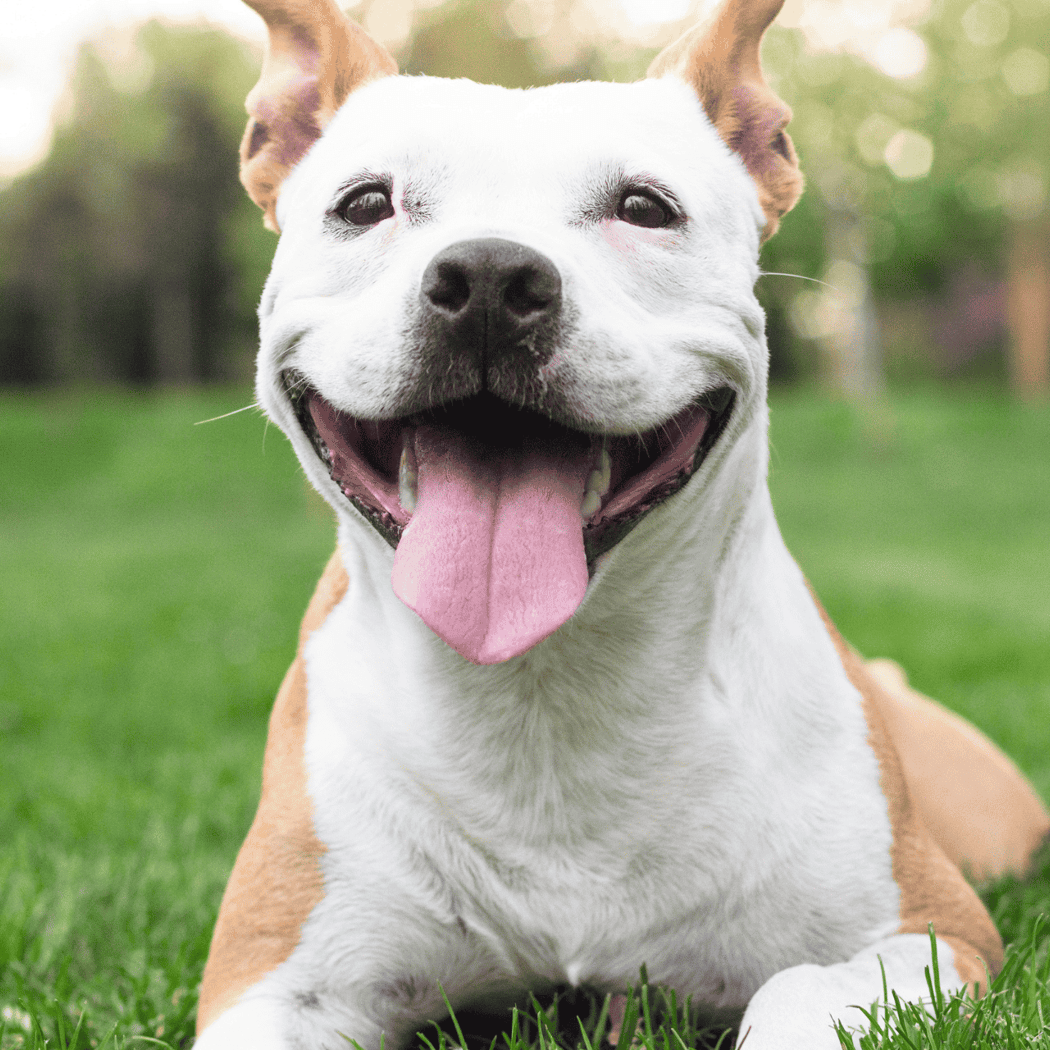 Best In Show