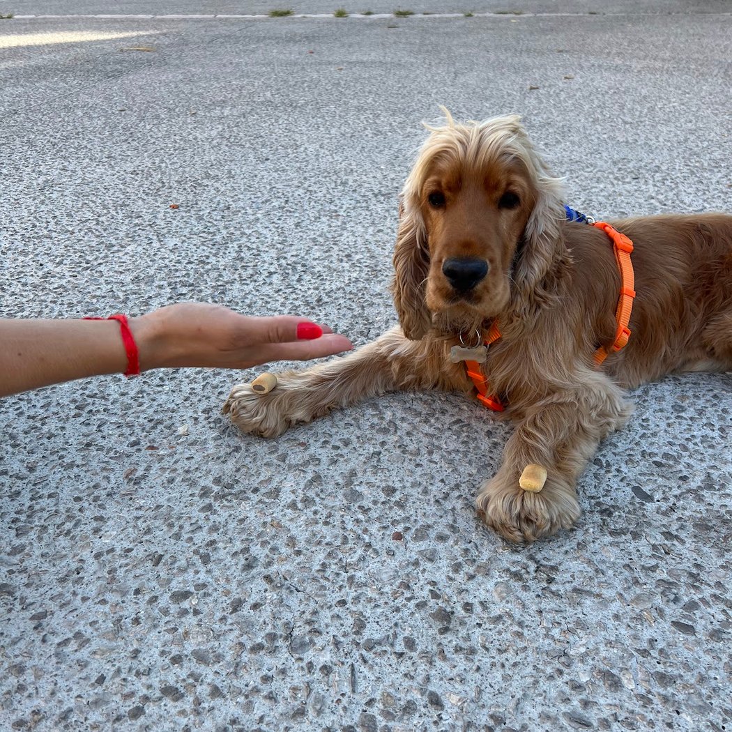 ORA - Éducatrice Comportementaliste Canine. 1