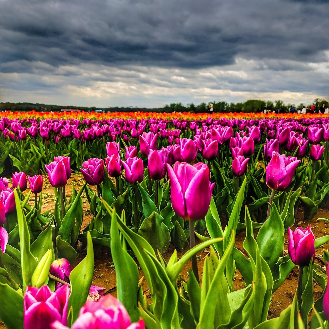 Tulip Season at Holland Ridge Farms 2