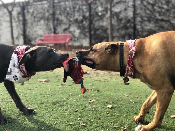 Miyuki Dog Park 1