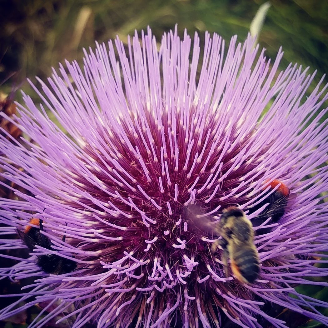 aux Papillons Garden 1