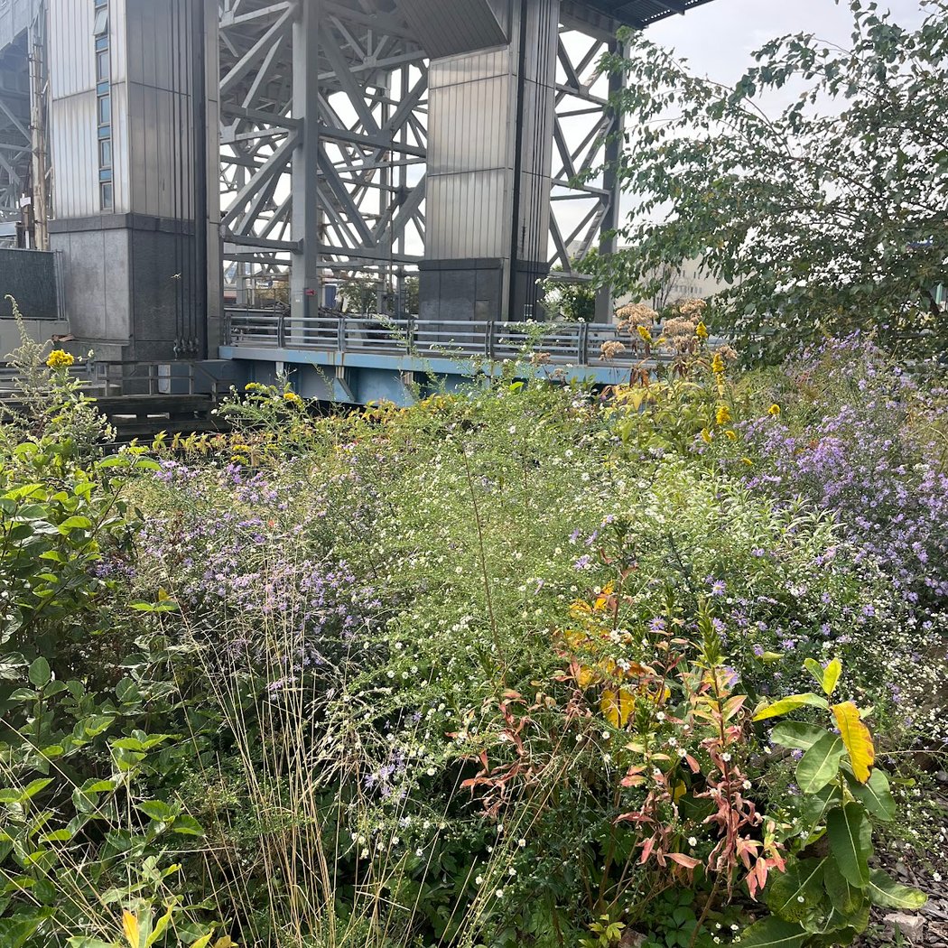 Lowlands Nursery, Gowanus Canal Conservancy 3
