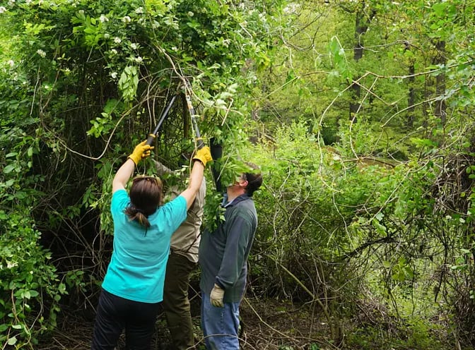 Forest Restoration with Trees Atlanta 1