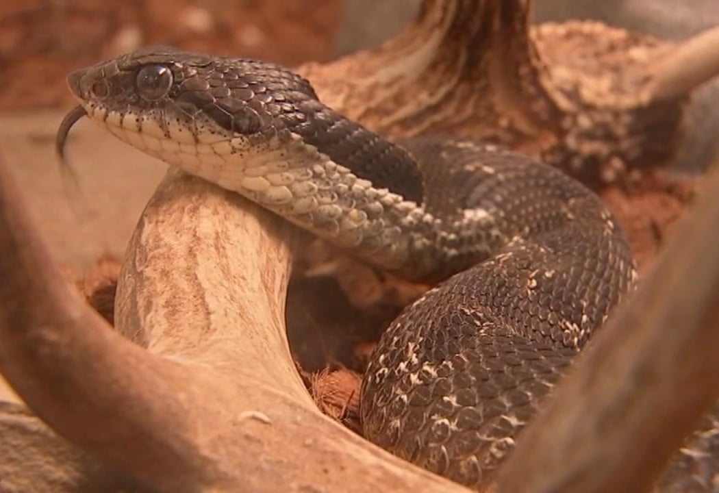 Spectacular Snakes! 1