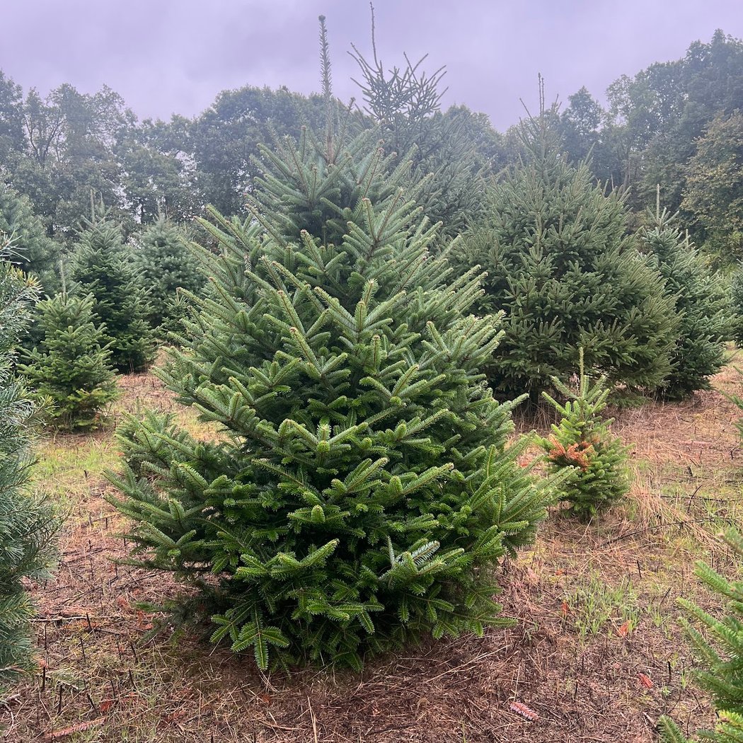 Addison Oaks Christmas Tree Farm 2