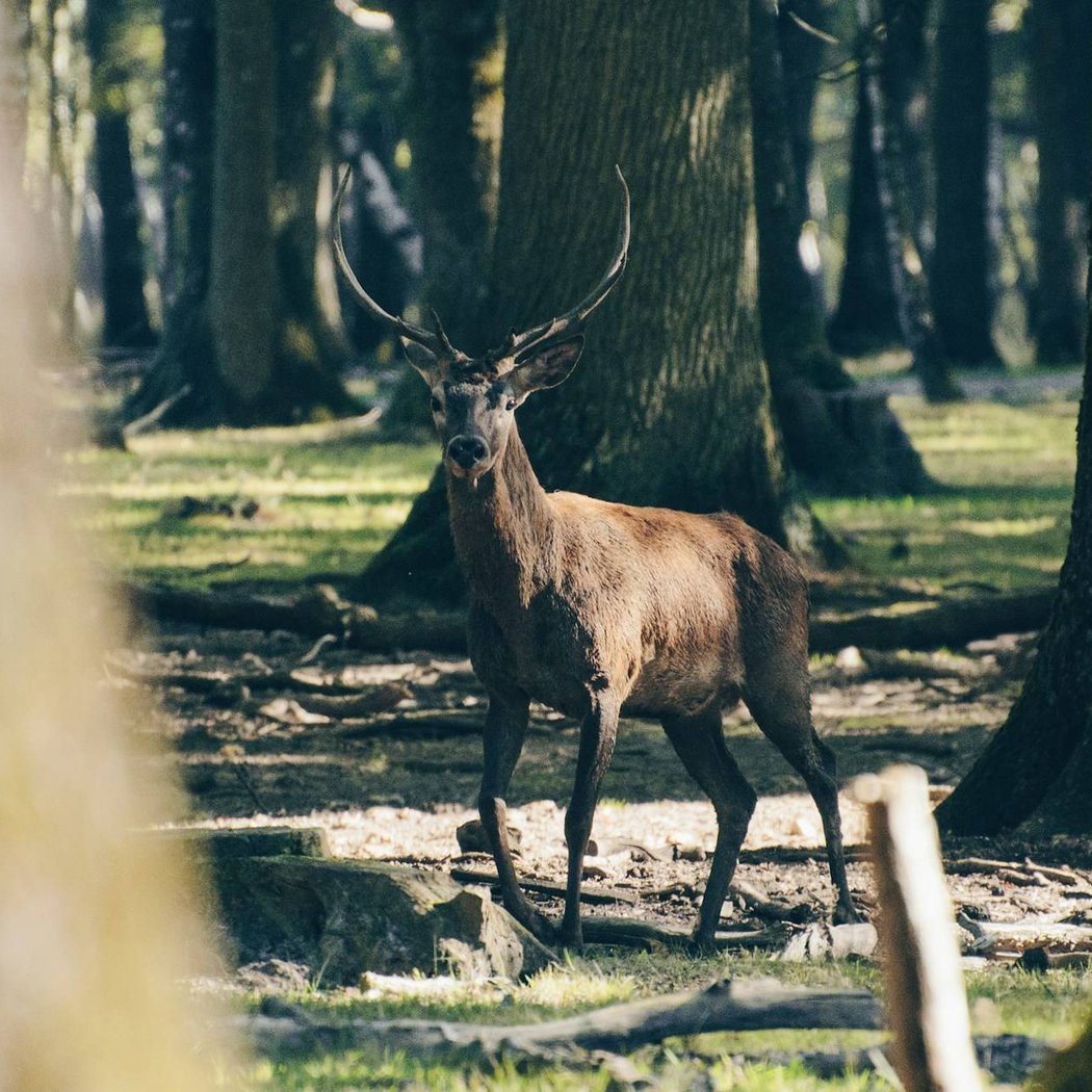 Forest of Rambouillet 1