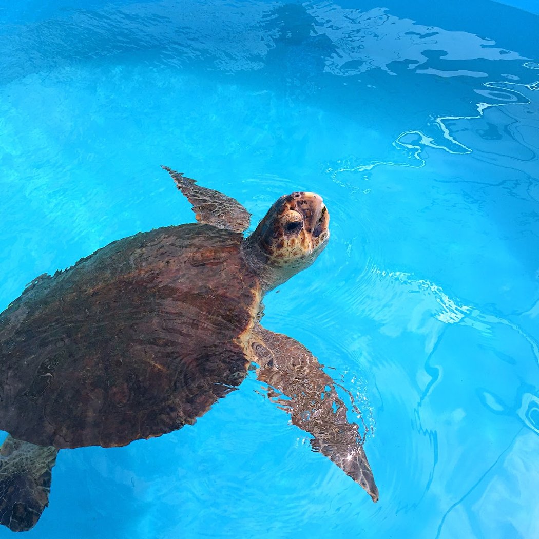 Loggerhead Marinelife Center 1