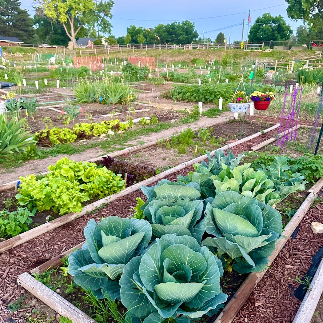 Arvada Community Garden 1