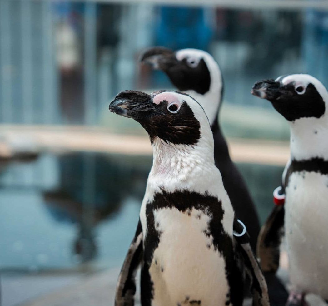 International African Penguin Awareness Day