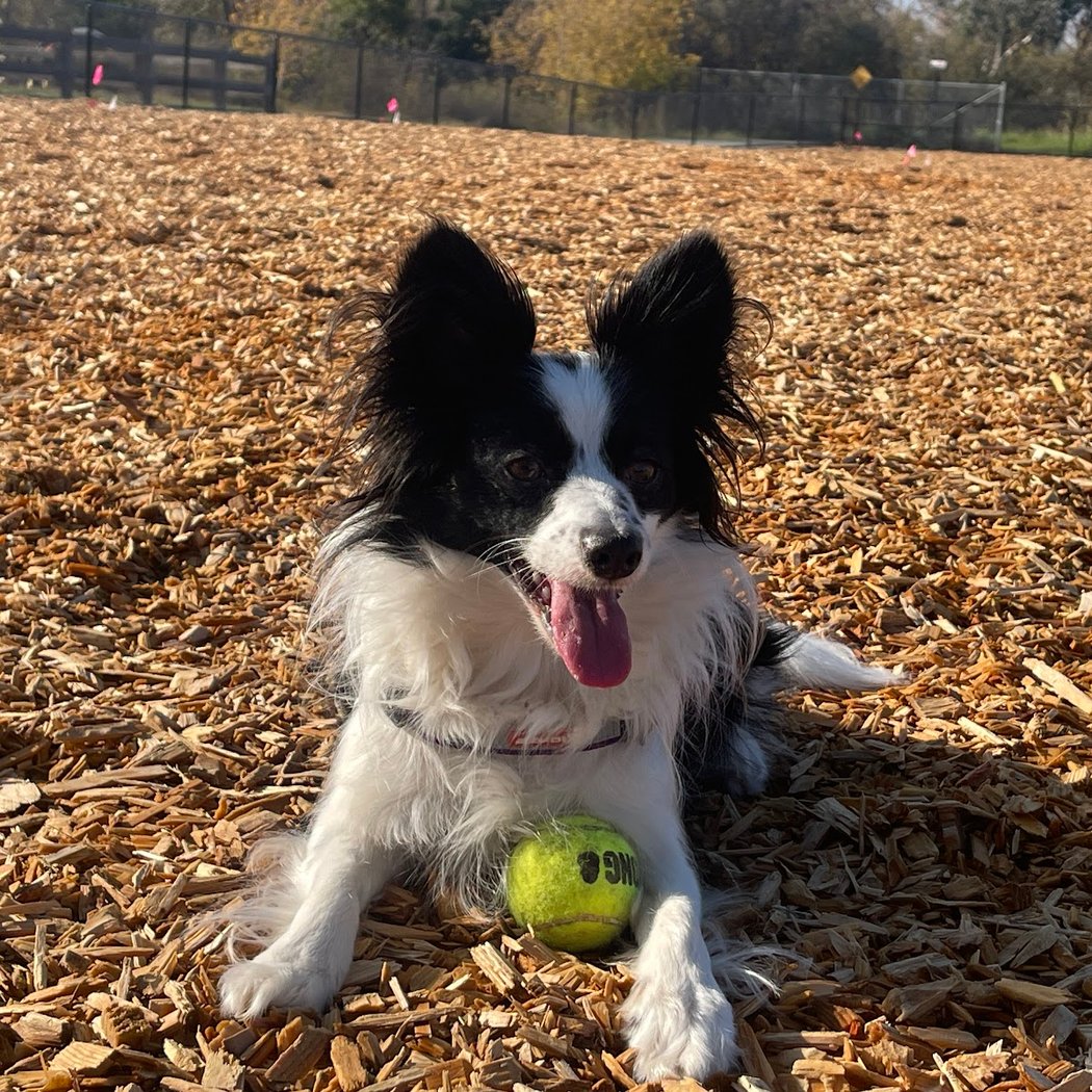 Bruzzone Dog Park 1