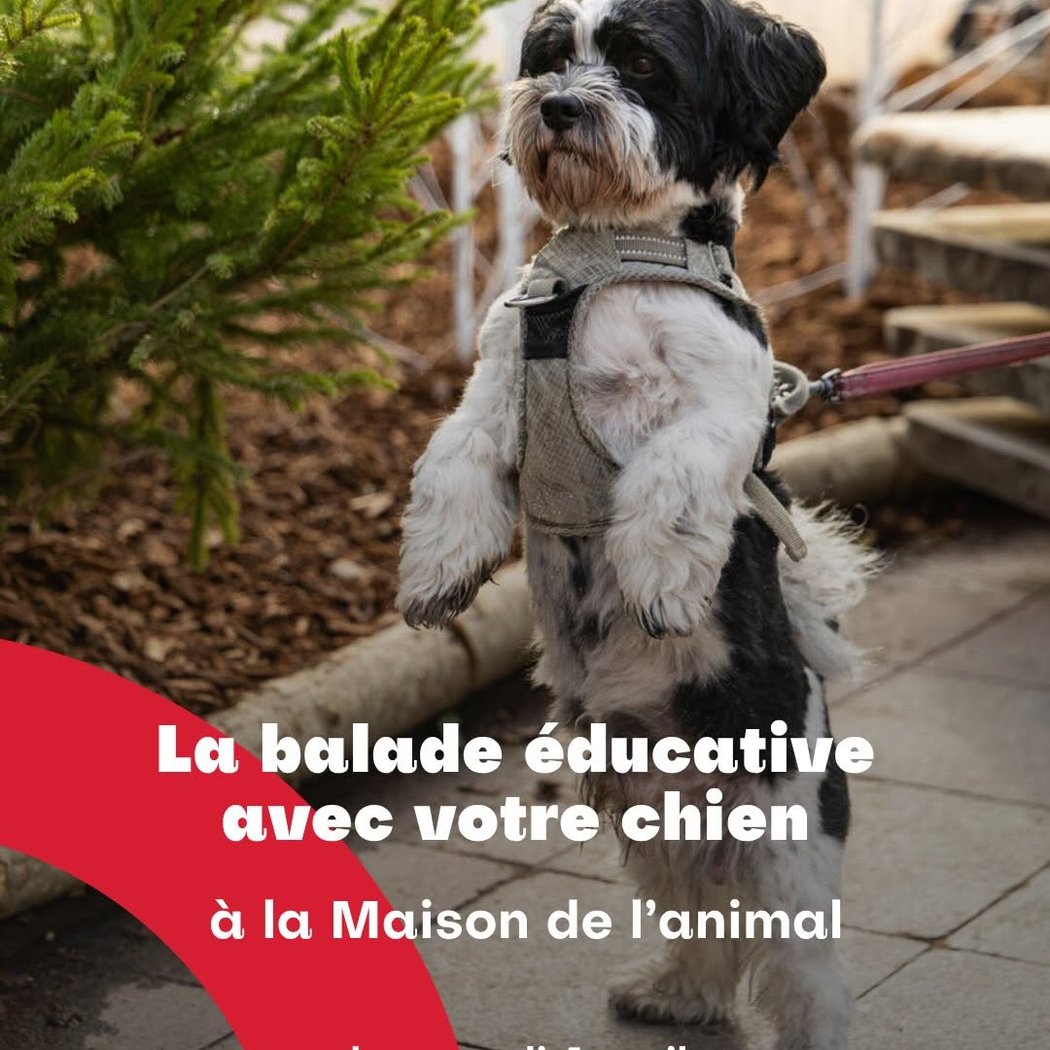 Balade éducative avec votre chien 1