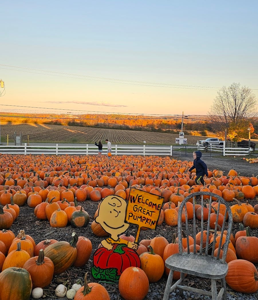Tim's Pumpkin Patch 1
