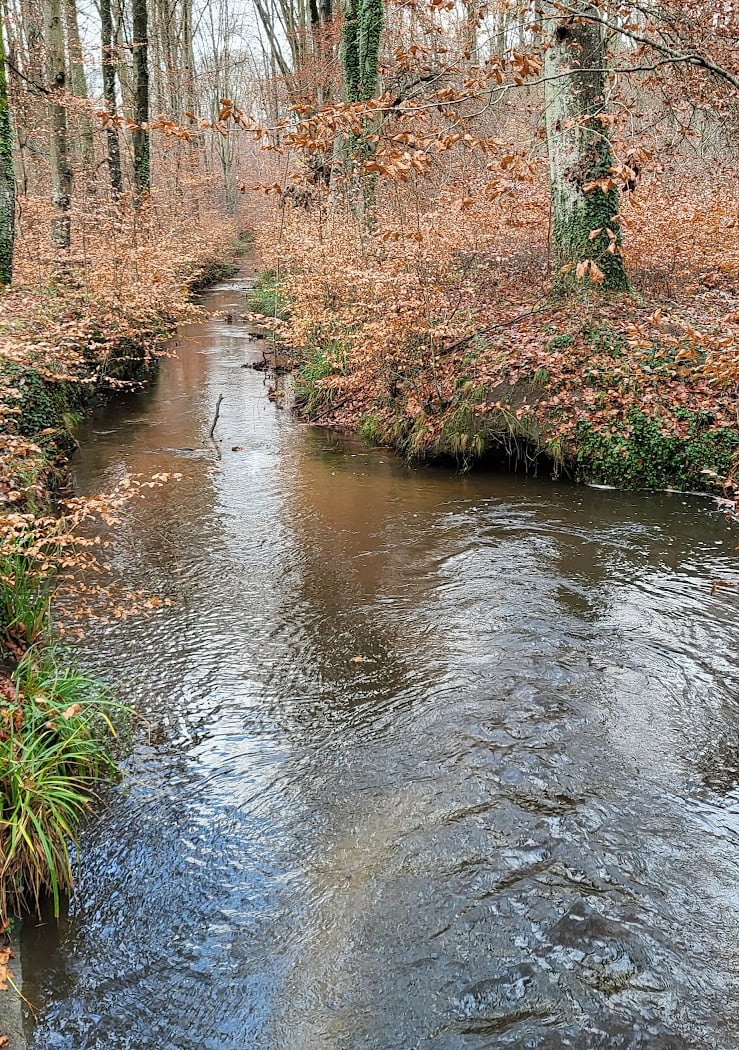 Forêt de Compiègne 1