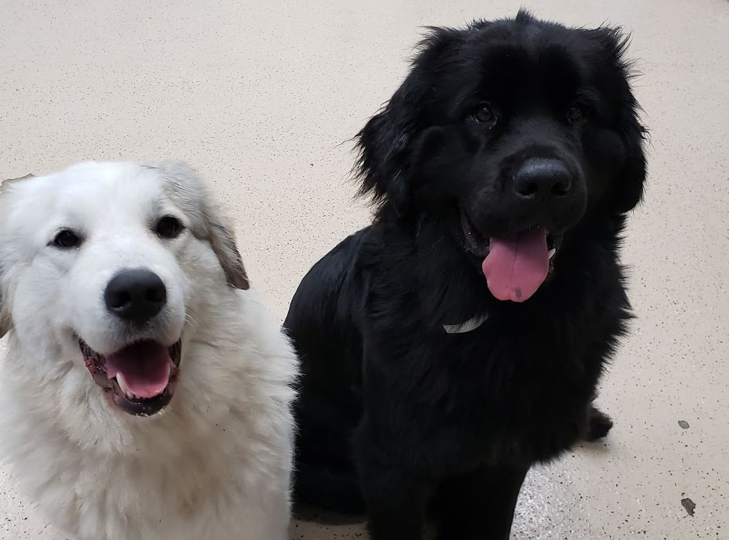 Canine Corral Dog Daycare 1