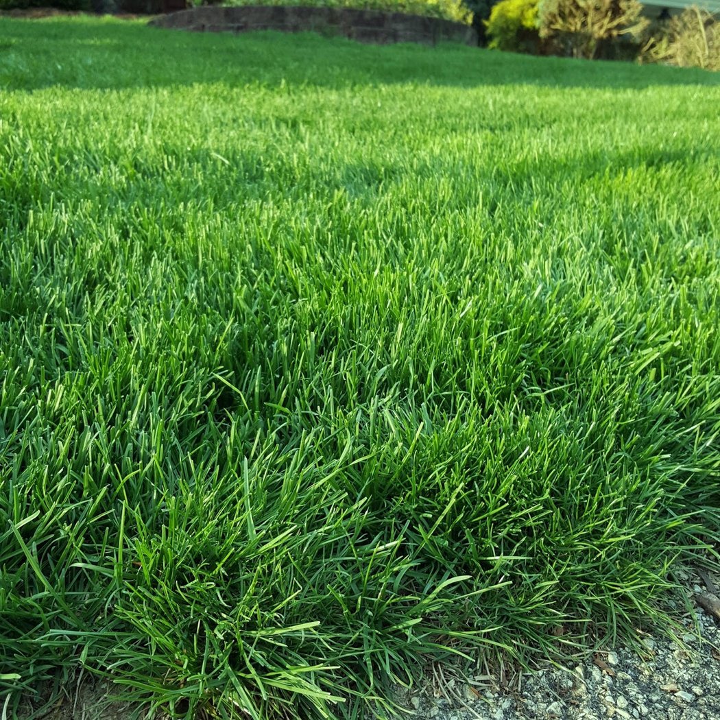 Lawn Armor Lawn Treatment Company 1