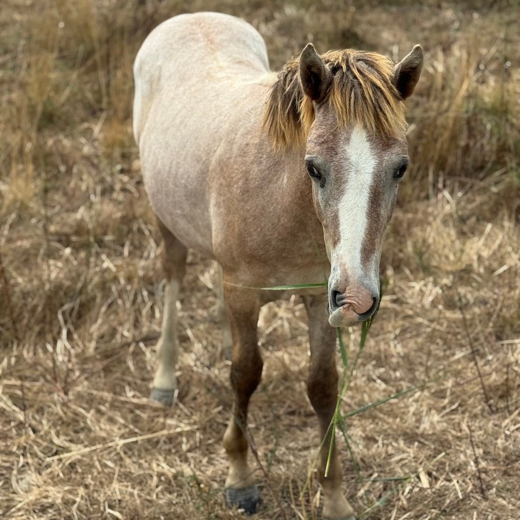 Camargue otherwise 4X4 safari 3