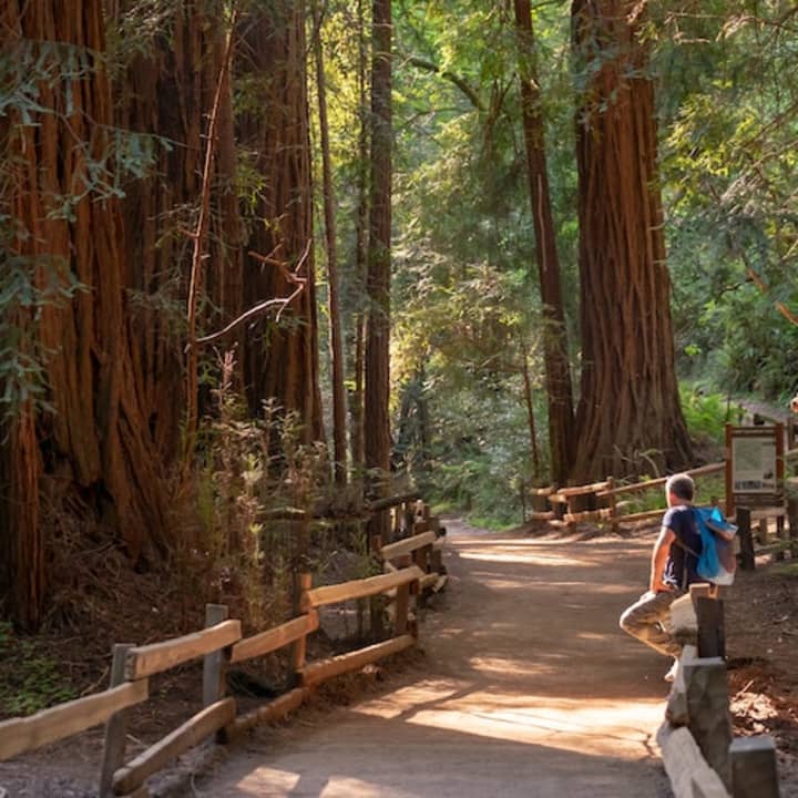 Muir Woods & Sausalito: Morning Tour 1