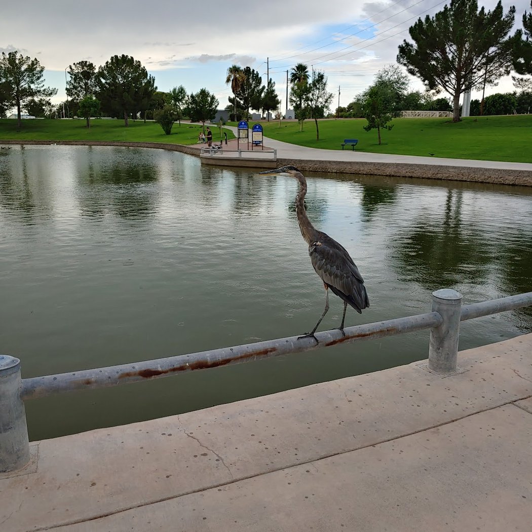 Read Runner Meets Arizona Animals 1