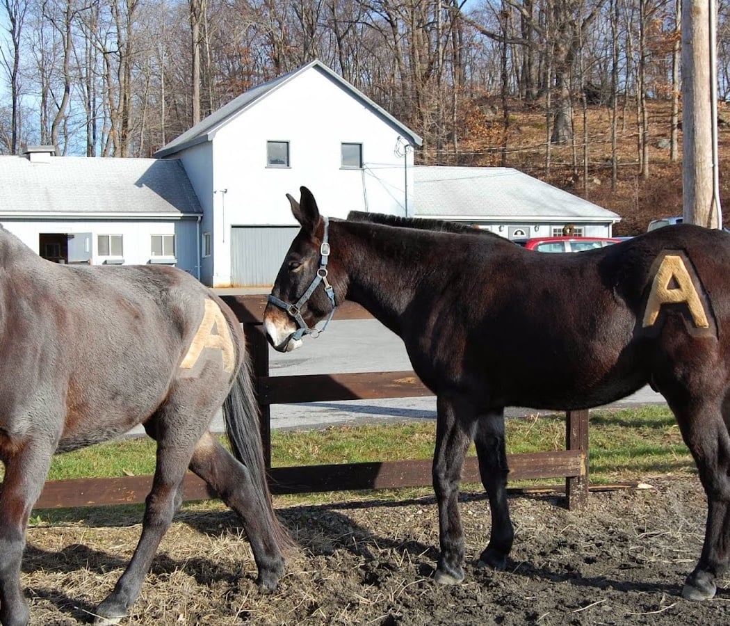 Morgan Farm Riding Lessons 2