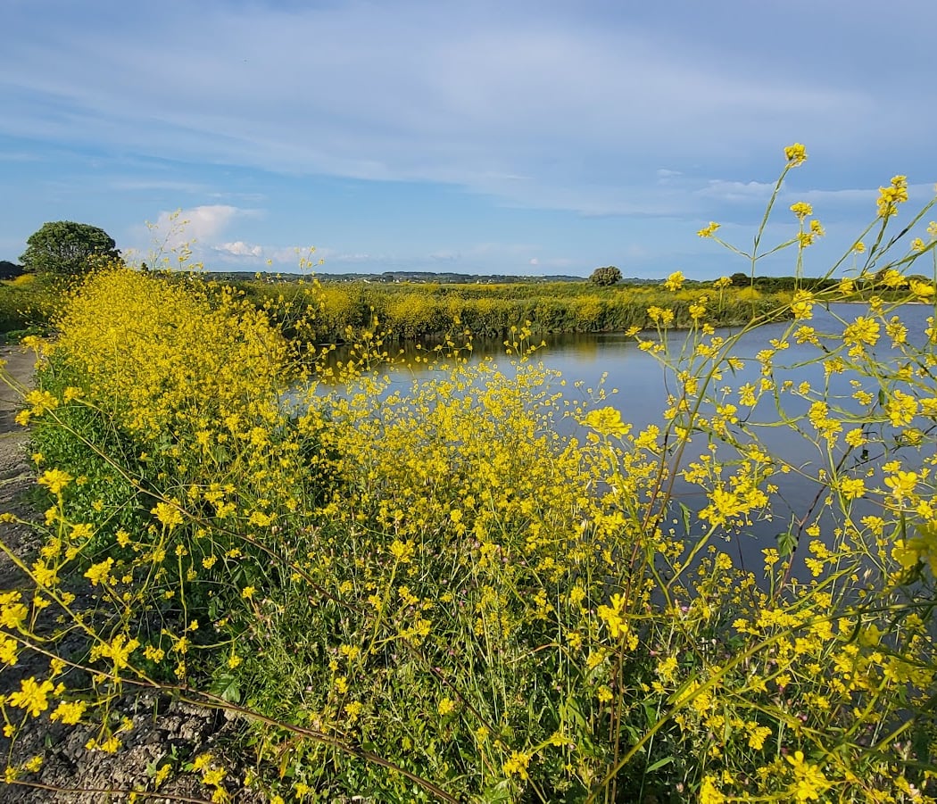 Marais salants 3