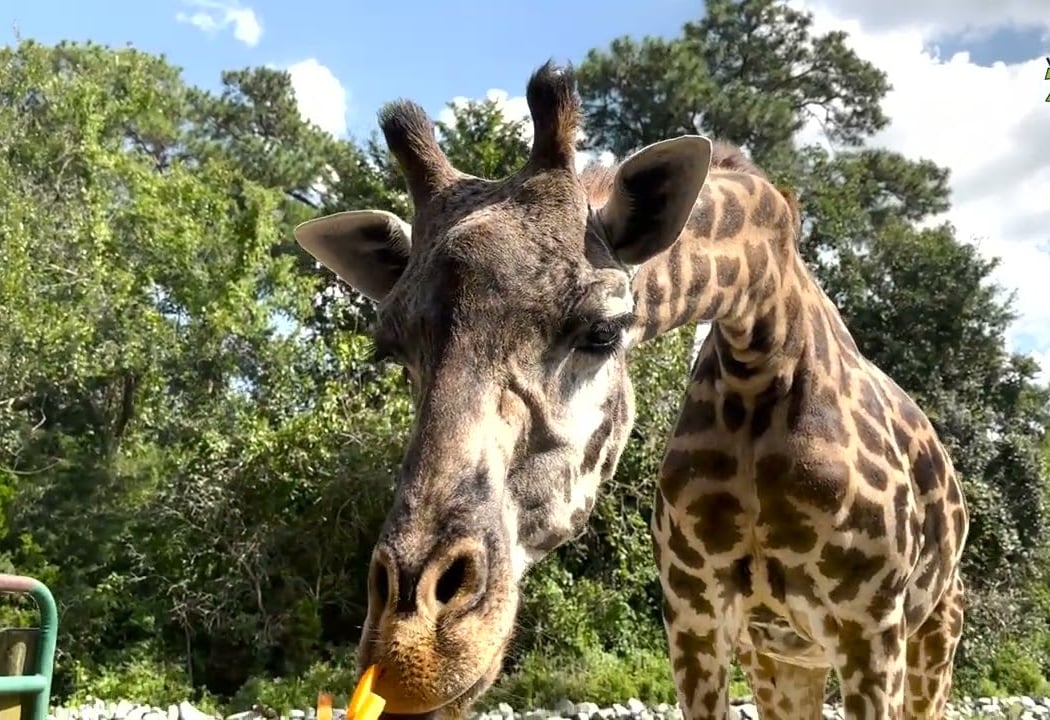 Virginia Zoo 2