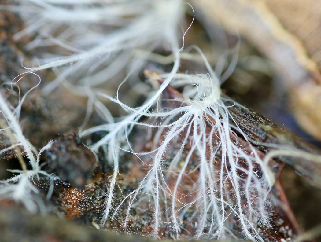 Ecology of the Shasta-Trinity National Forest: How the Interrelationships between Flora, Fauna and Funga form the largest forest in California 1