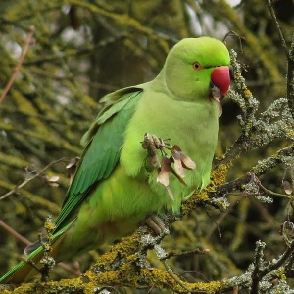Sortie nature : Les oiseaux du Bois de Vincennes 1