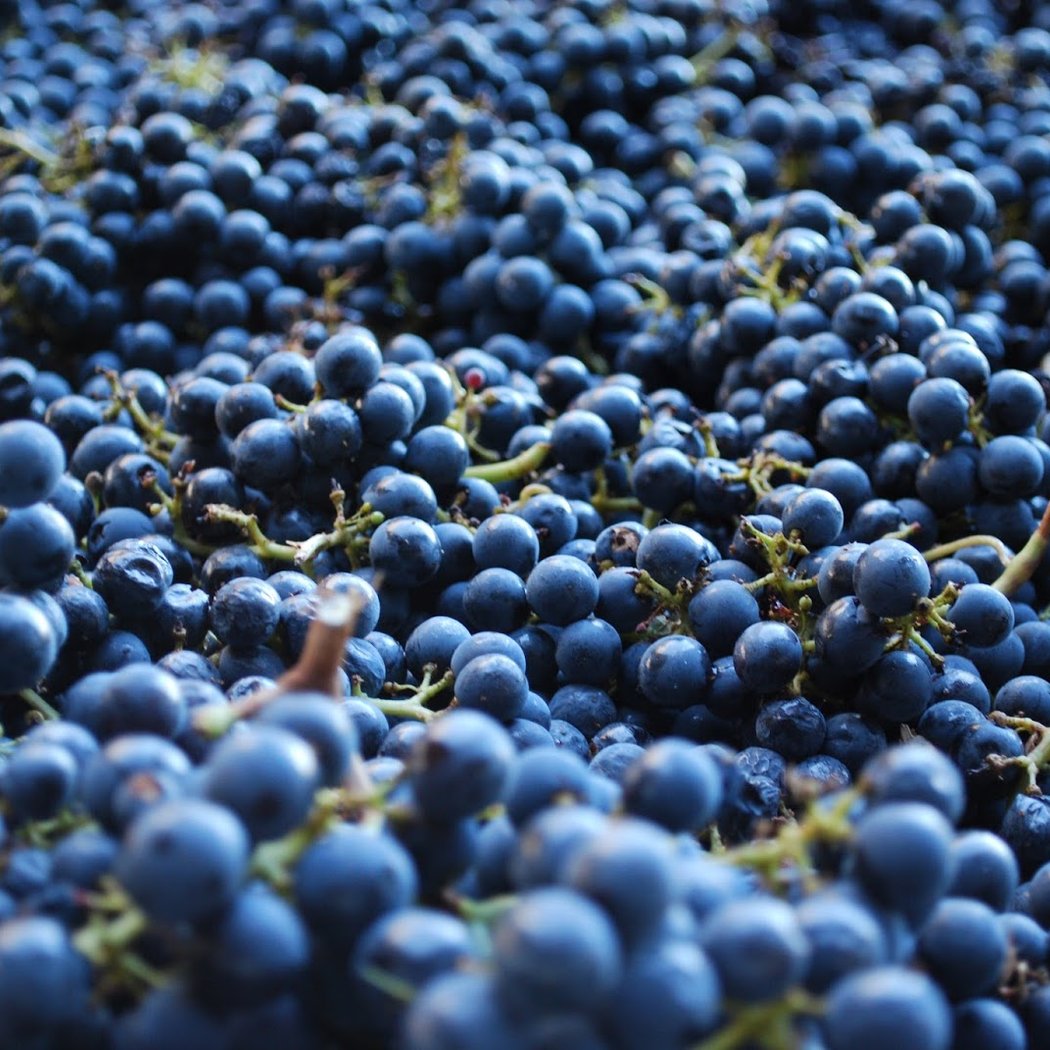 The Blue Grape 3